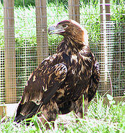 Aquila adalberti.jpg