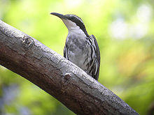 7575 Stripe-sided Rhabdornis 3.jpg