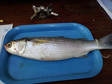 A preserved mullet.jpg