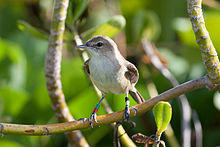 Acrocephalus familiaris -Laysan, Northwestern Hawaiian Islands, USA-8.jpg