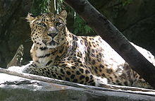 AmurLeopard.jpg