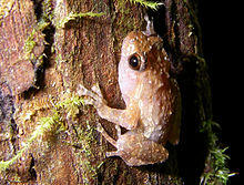 Anodonthyla boulengerii 01.jpg