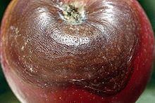 Botryosphaeria obtusa.jpg