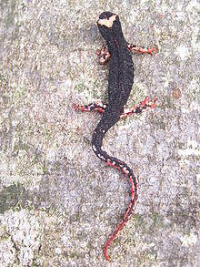 Brillensalamander.JPG
