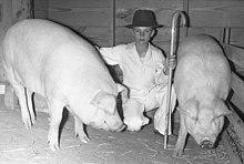 Chester Whites (cropped).jpg