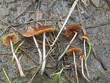 Conocybe cyanopus 133592.jpg