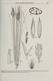 Contributions from the United States National Herbarium (2008) (14596696779).jpg