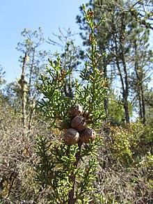 Cupressus pygmaea, at Salt Point, Mendocino, California.jpg