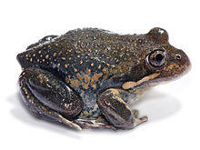 Eastern banjo frog white bg.jpg