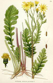 Illustration Senecio jacobaea.jpg