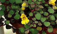 Impatiens repens.JPG