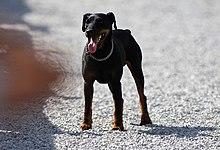 Jagdterrier bulgaria.jpg