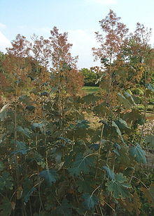 Macleaya microcarpa Habitus BotGardBln0906b.jpg