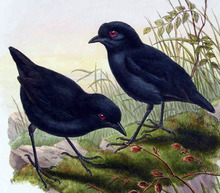 Melampitta lugubris - Lesser Melampitta.png