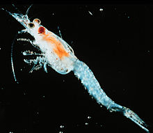 Mysis diluviana.jpg