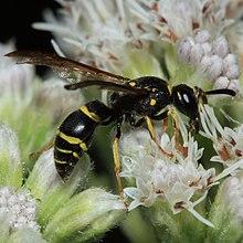 Potter wasp 20100722.jpg