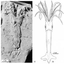 Rhomboteuthis lehmani.png