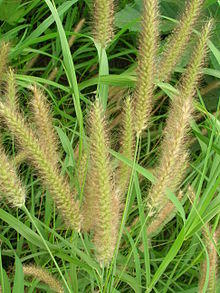 Starr 061114-9870 Pennisetum polystachion.jpg