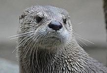 Zoo River Otters.jpg