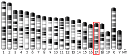 Chromosome 17 (mouse)