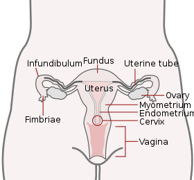 Basic Female Reproductive System (English).svg