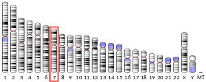 Chromosome 7 (human)