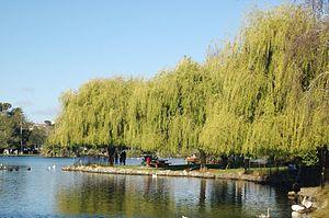Willows in Western Springs Park, looking east.