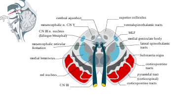 Midbrainsection.svg
