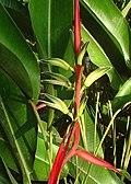 Heliconia julianii (9712499043).jpg