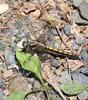 Orthetrum japonicum (female s2).jpg