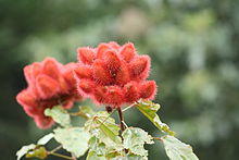 Achiote pj.JPG
