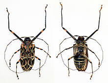 Acrocinus longimanus (10948544055).jpg
