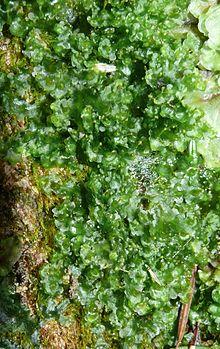 Blasia pusilla 300908a.jpg