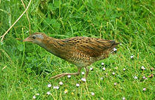 Brown bird with gray face and red legs facing left whilst walking amidst short flowering grasses toward a thicker patch of rough grasses