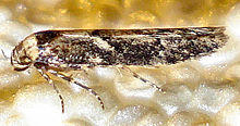 DSC06879 British Moths Blastobasidae Blastobasis adustella.jpg