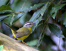 Flickr - Dario Sanches - PULA-PULA (Basileuterus culicivorus) (3).jpg