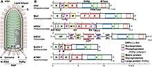 Fmicb-10-01490-g001.jpg