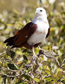 Haliastur indus -Karratha, Pilbara, Western Australia, Australia-8 (1).jpg