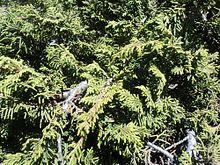 Juniperus monticola.jpg