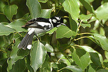 Monarcha leucotis.jpg
