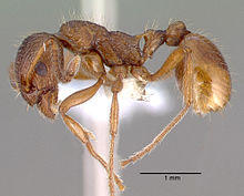 Myrmica rubra casent0010684 profile 1.jpg