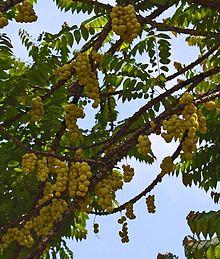 Phyll acid 071008-0393 F brb.jpg