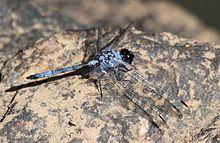 Trithemis donaldsoni AManson 009599-1.jpg