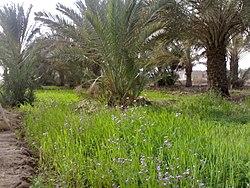 A farm in the town of Al-Qurna.