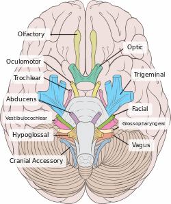 Brain human normal inferior view with labels en.svg