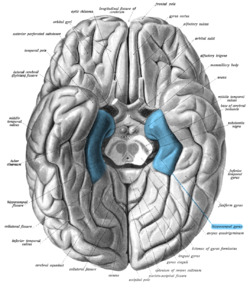 Sobo 1909 630 - Parahippocampal gyrus.png