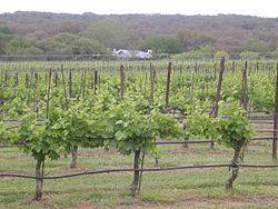 Texas Hills vineyard.jpg