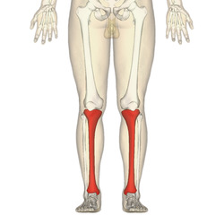 Tibia - frontal view.png