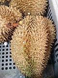 Malvales - Durio zibethinus - 1.jpg