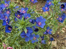 Anagallis monelii Skylover.JPG